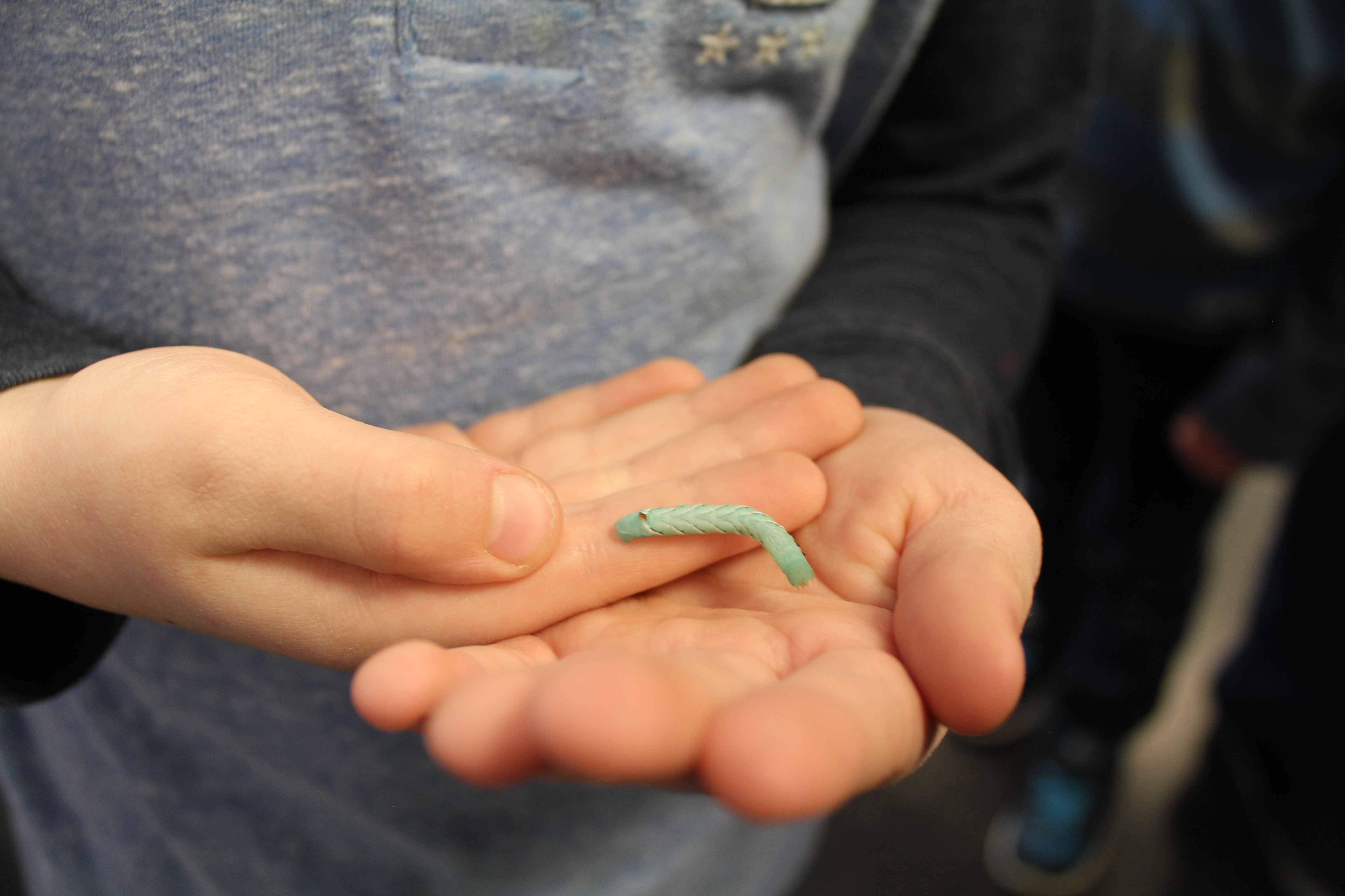 Cirque Du Soleil Ovo