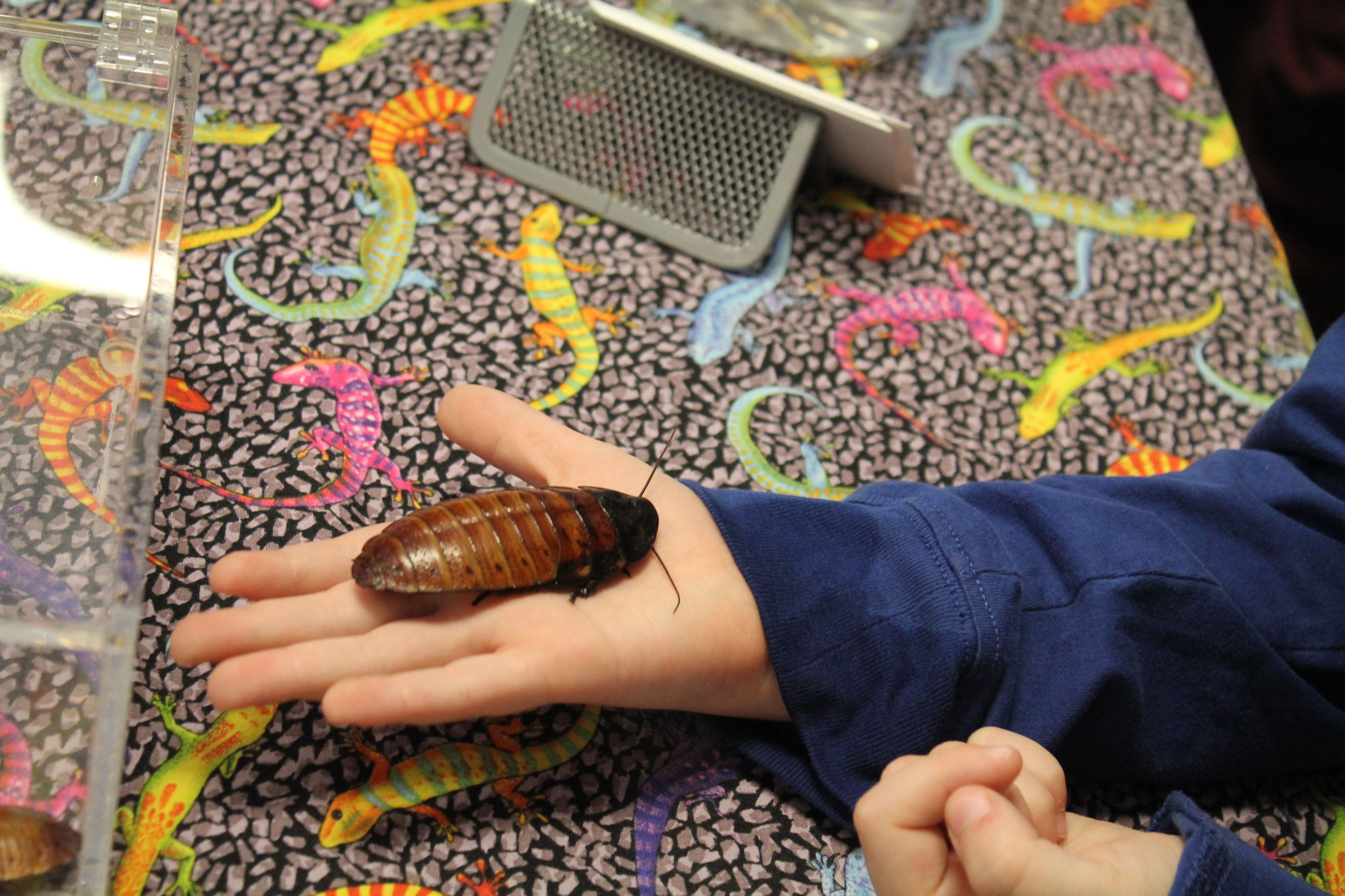 Cirque Du Soleil Ovo